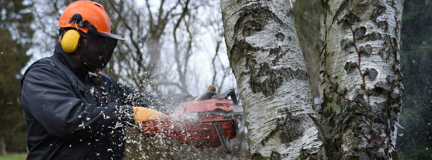 Einen Baum selber fällen – (wann) darf man das? – Ratgeber Magazin